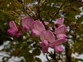 Robinia hispida IMG_0800 Robinia szczeciniasta